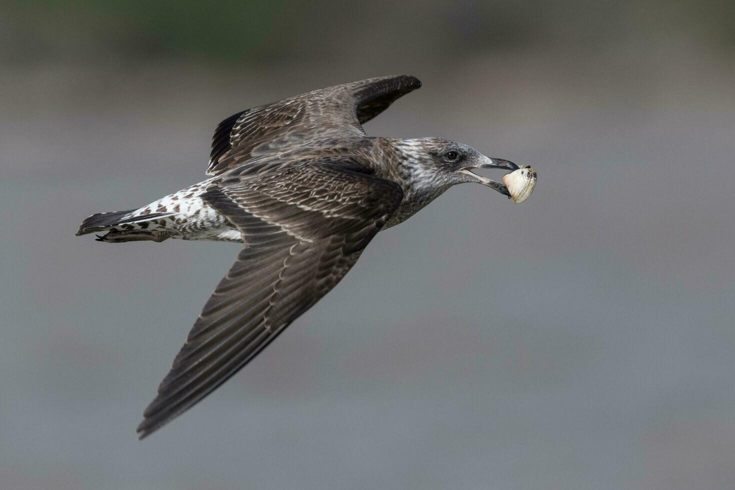 Southern Black Backed Gull photo