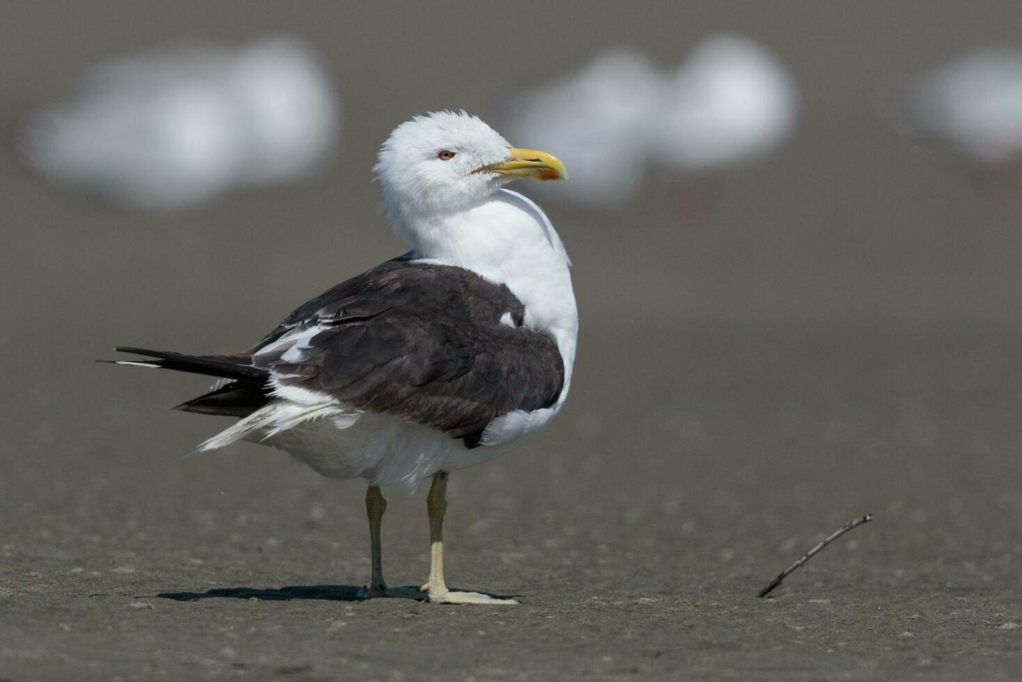 Southern Black Backed Gull photo