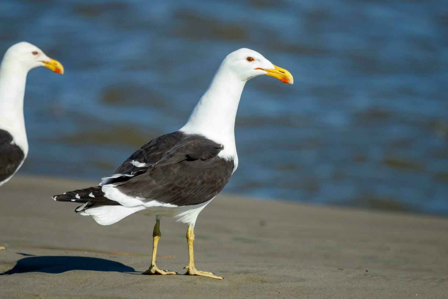 del Sur negro Respaldados gaviota foto