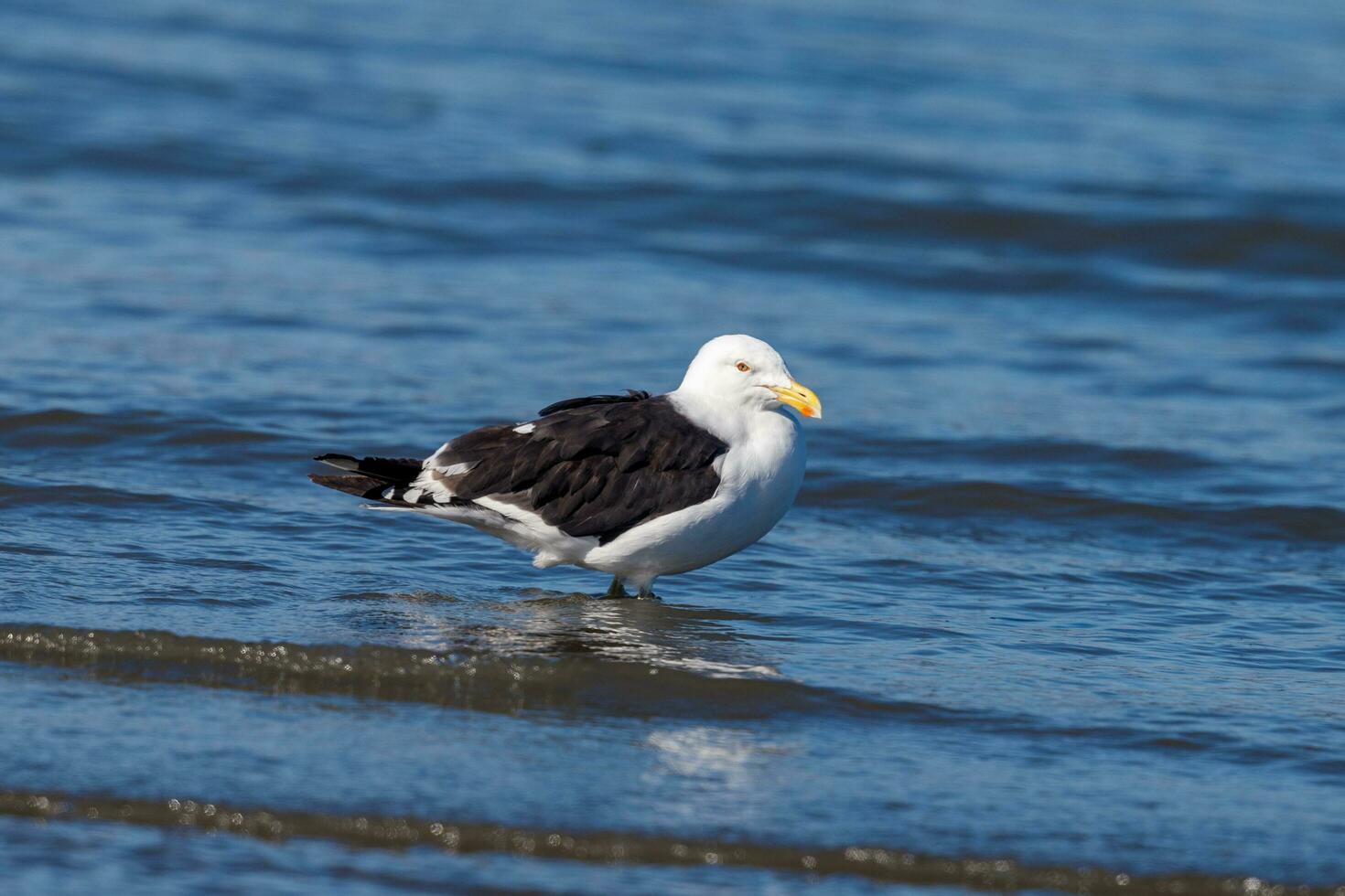 Southern Black Backed Gull photo