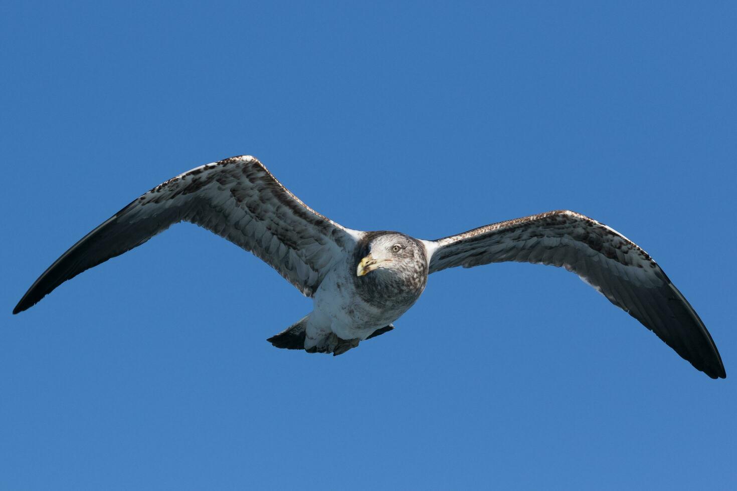 del Sur negro Respaldados gaviota foto