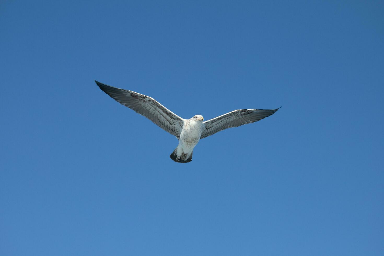 del Sur negro Respaldados gaviota foto