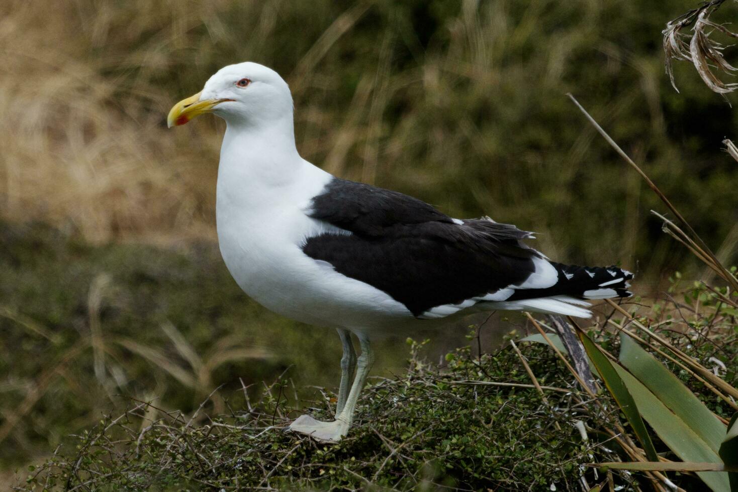 Southern Black Backed Gull photo