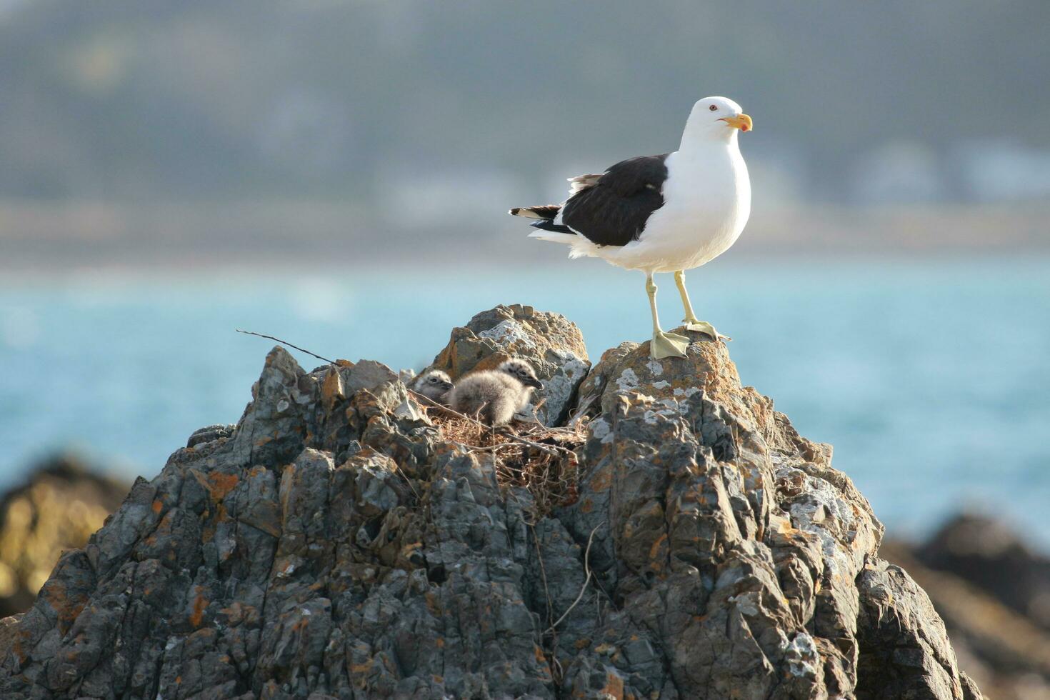 Southern Black Backed Gull photo