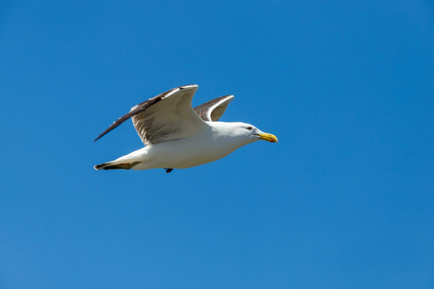 Southern Black Backed Gull photo