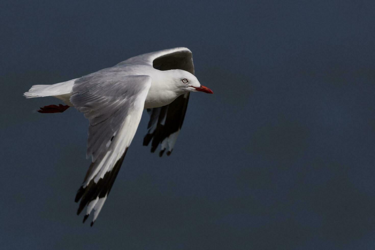 Red Billed Gull in New Zealand photo