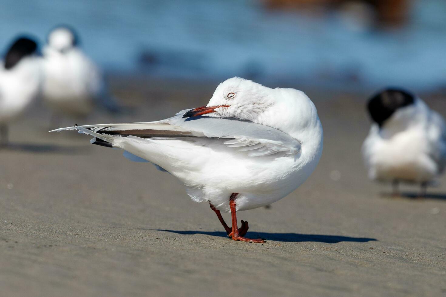 Red Billed Gull in New Zealand photo