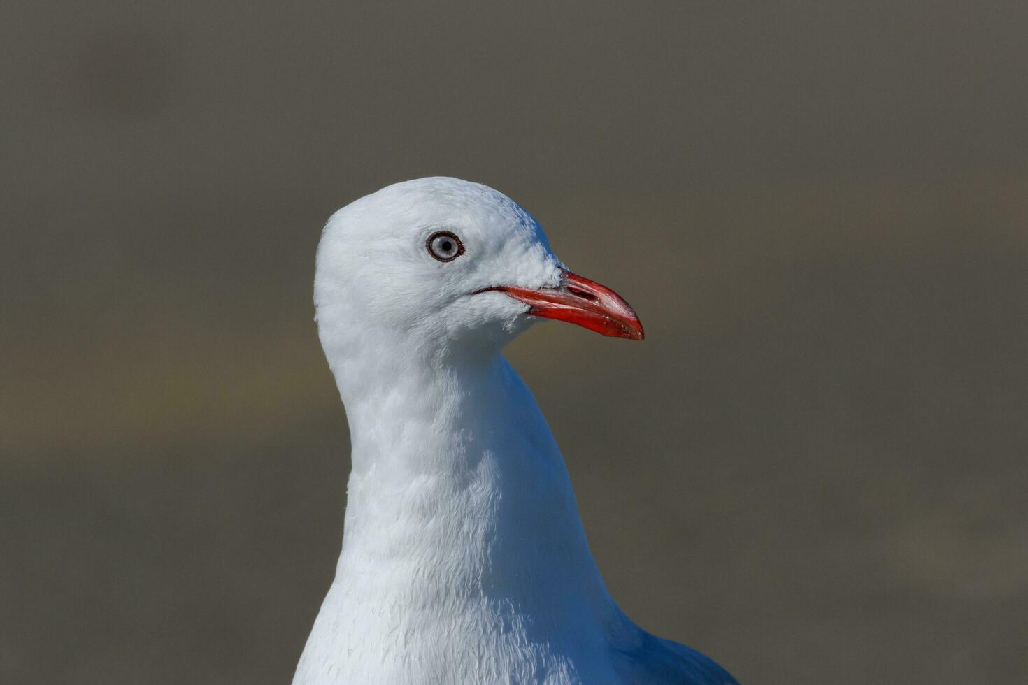 Red Billed Gull in New Zealand photo