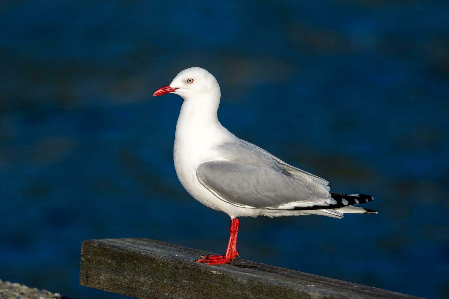 Red Billed Gull in New Zealand photo