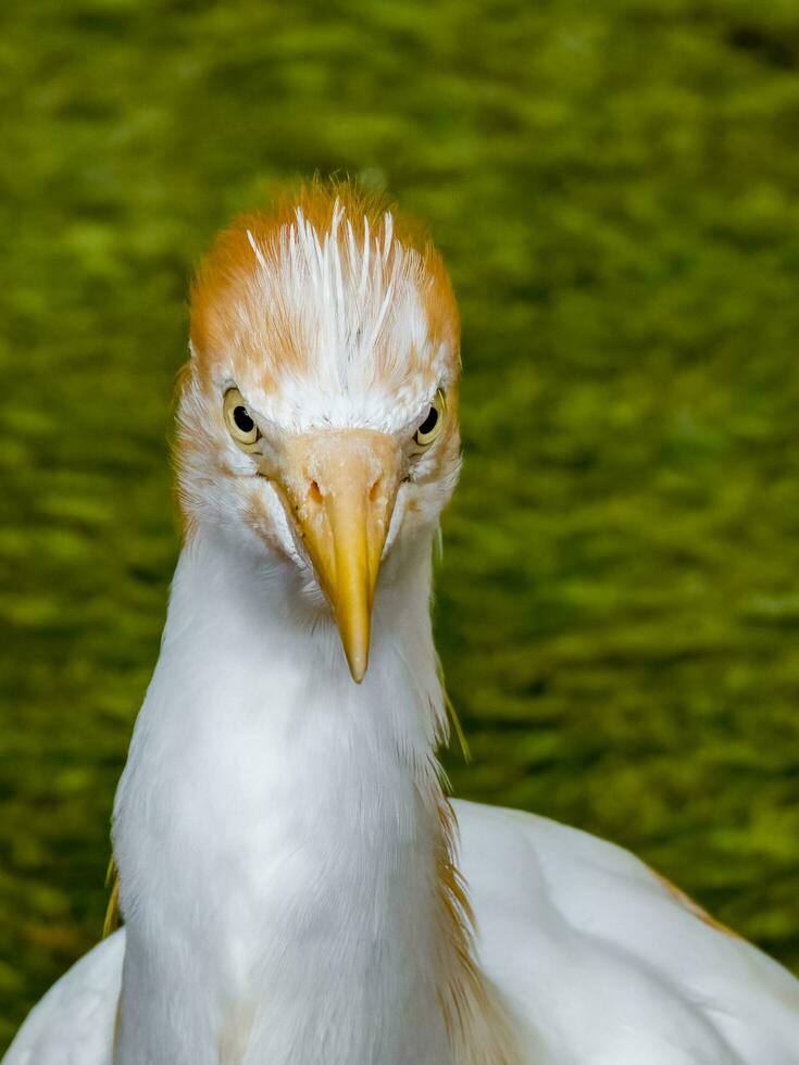 Eastern Cattle Egret photo