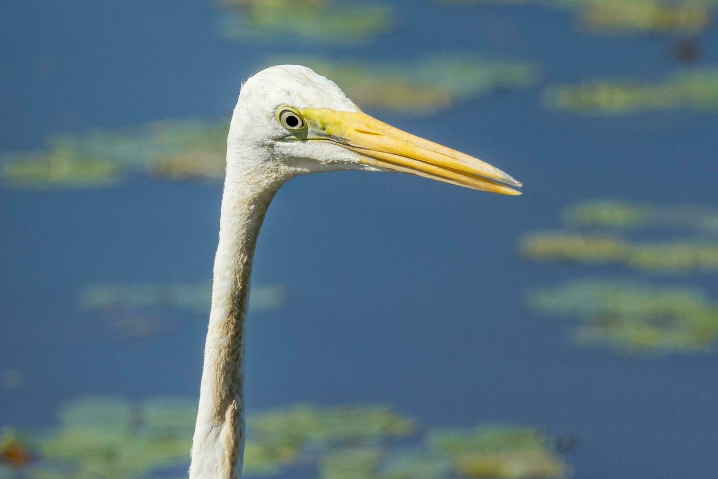 Eastern Great Egret photo