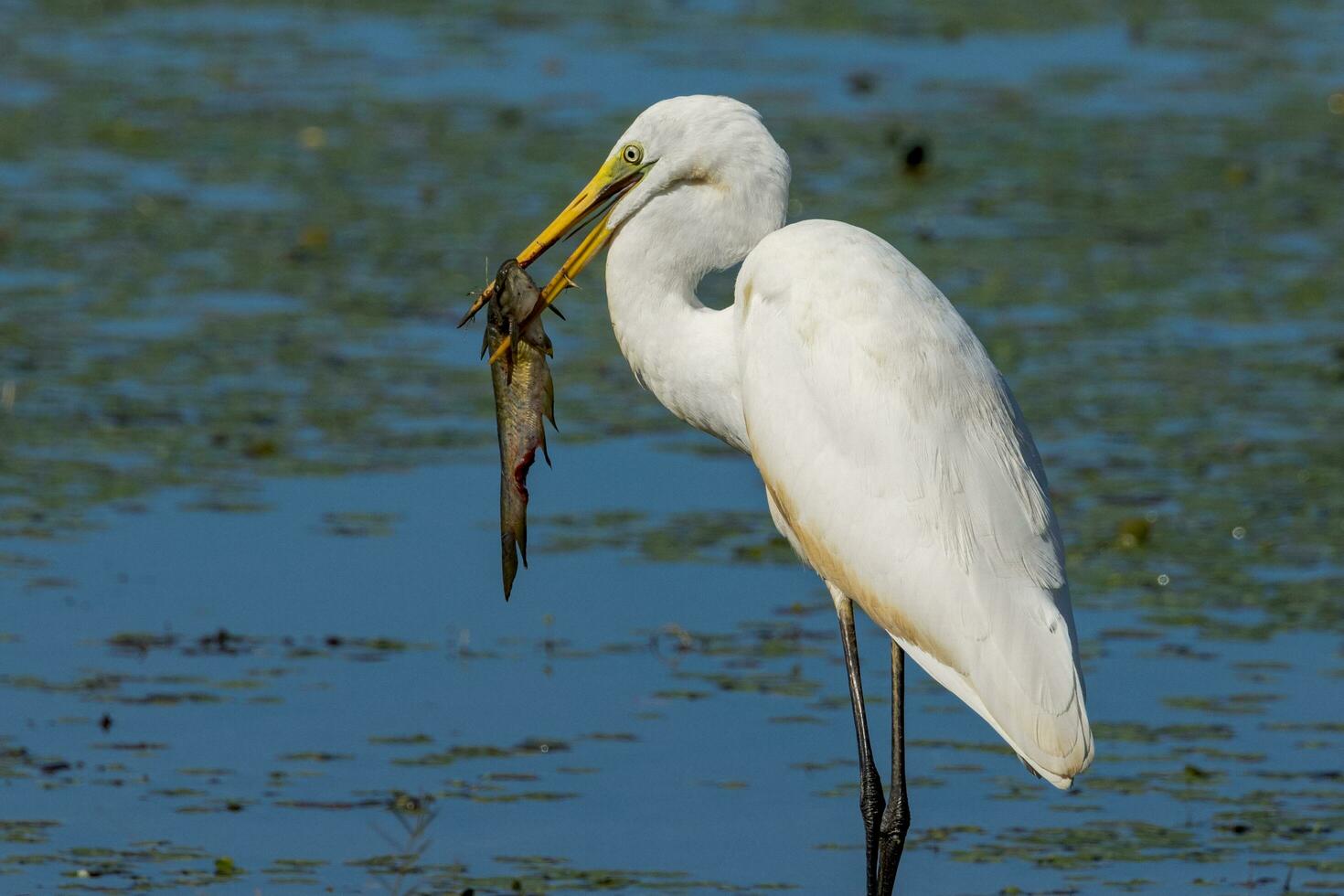 Eastern Great Egret photo