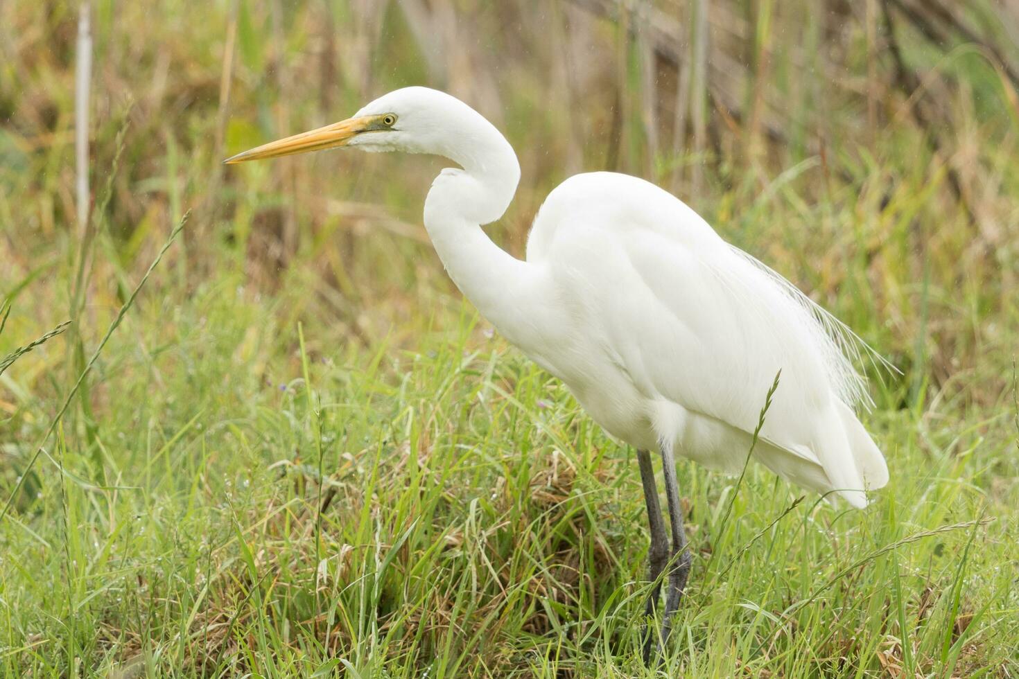 Eastern Great Egret photo