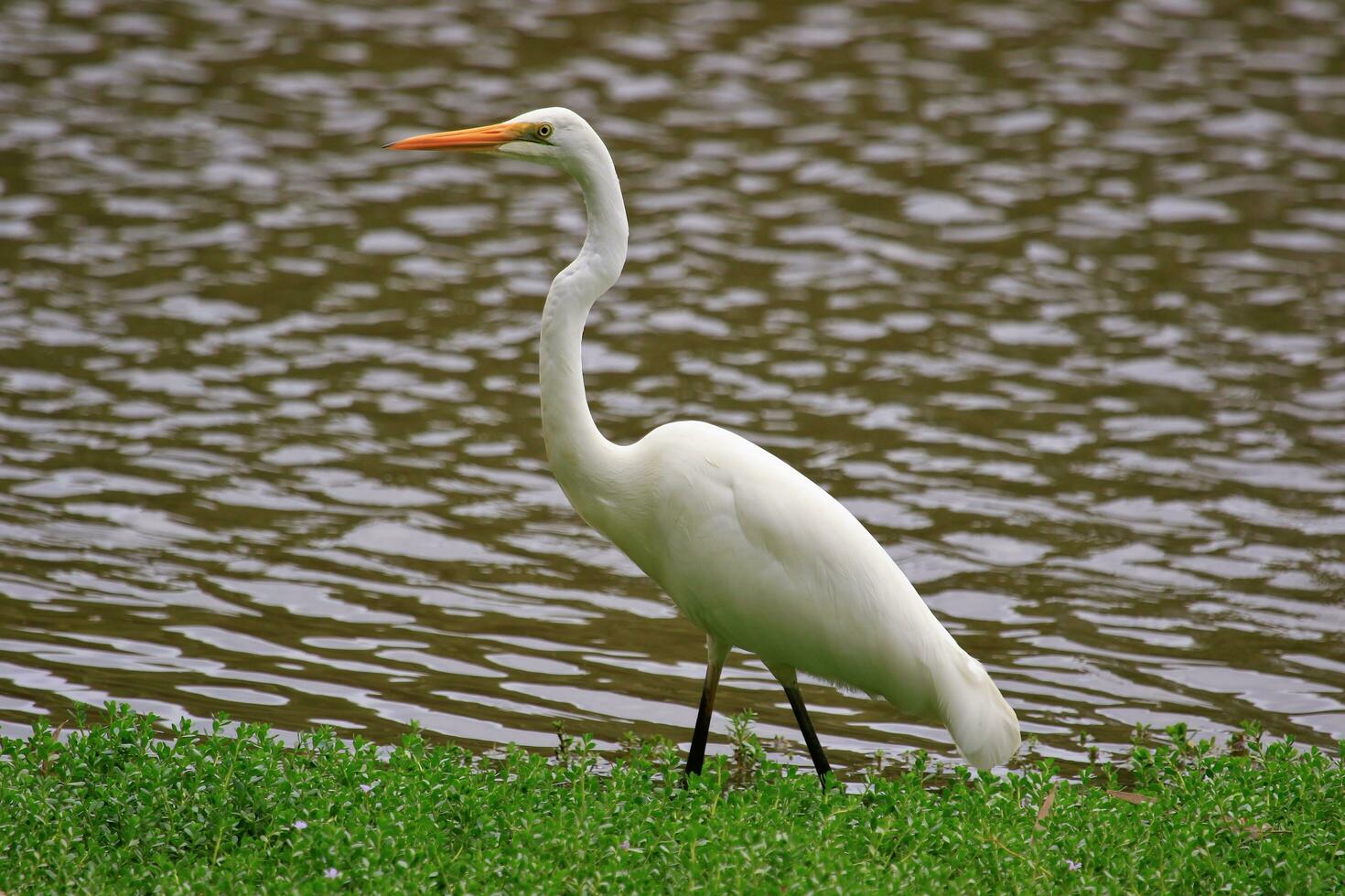 Eastern Great Egret photo