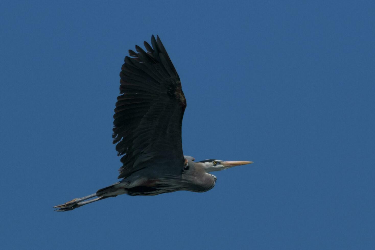 Great Blue Heron photo