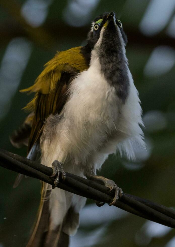 Blue Faced Honeyeater photo