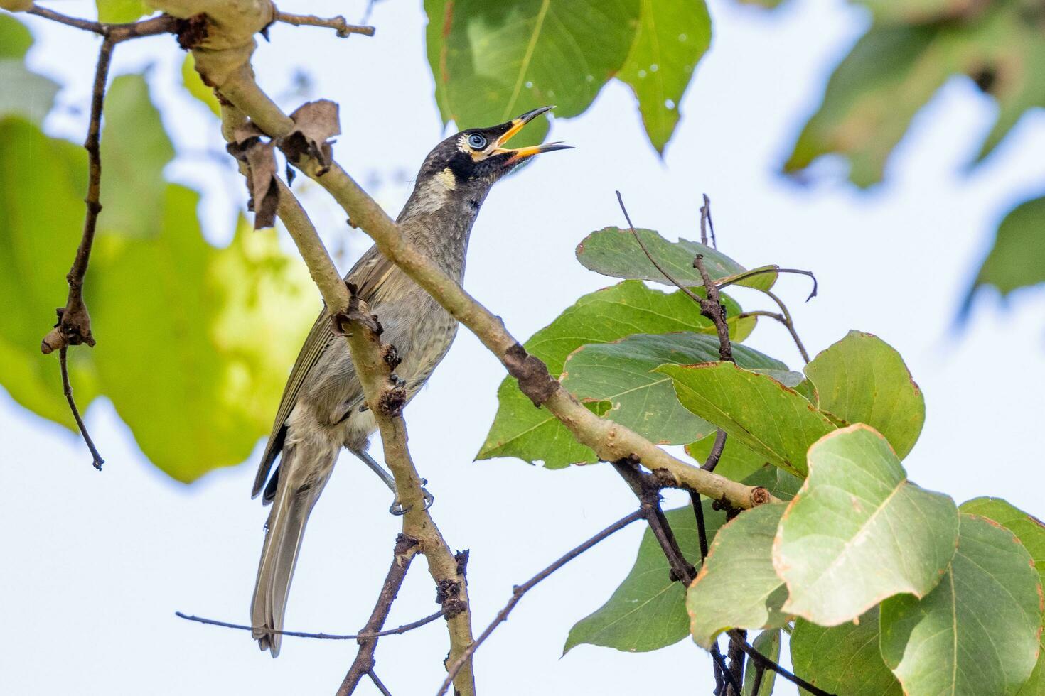 Bridled Honeyeater in Australia photo