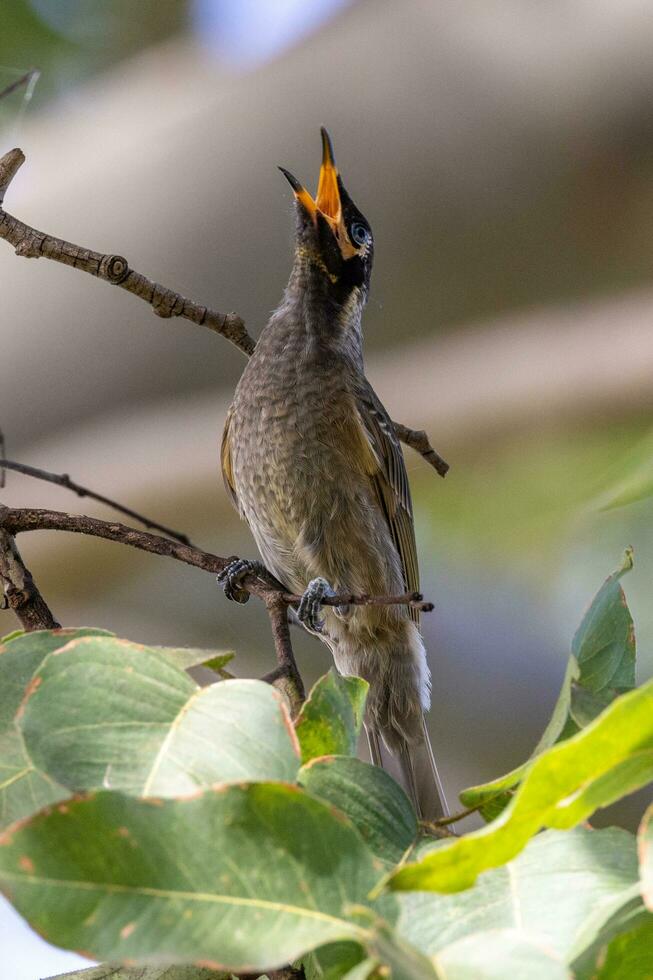 Bridled Honeyeater in Australia photo