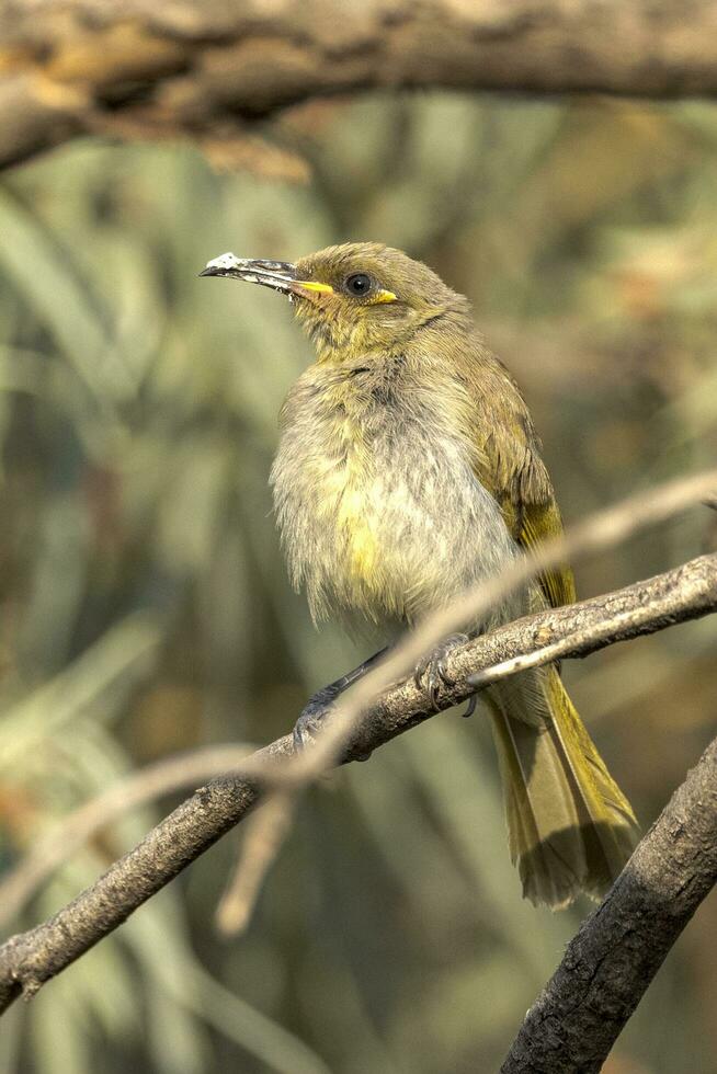 marrón pájaro azucar en Australia foto