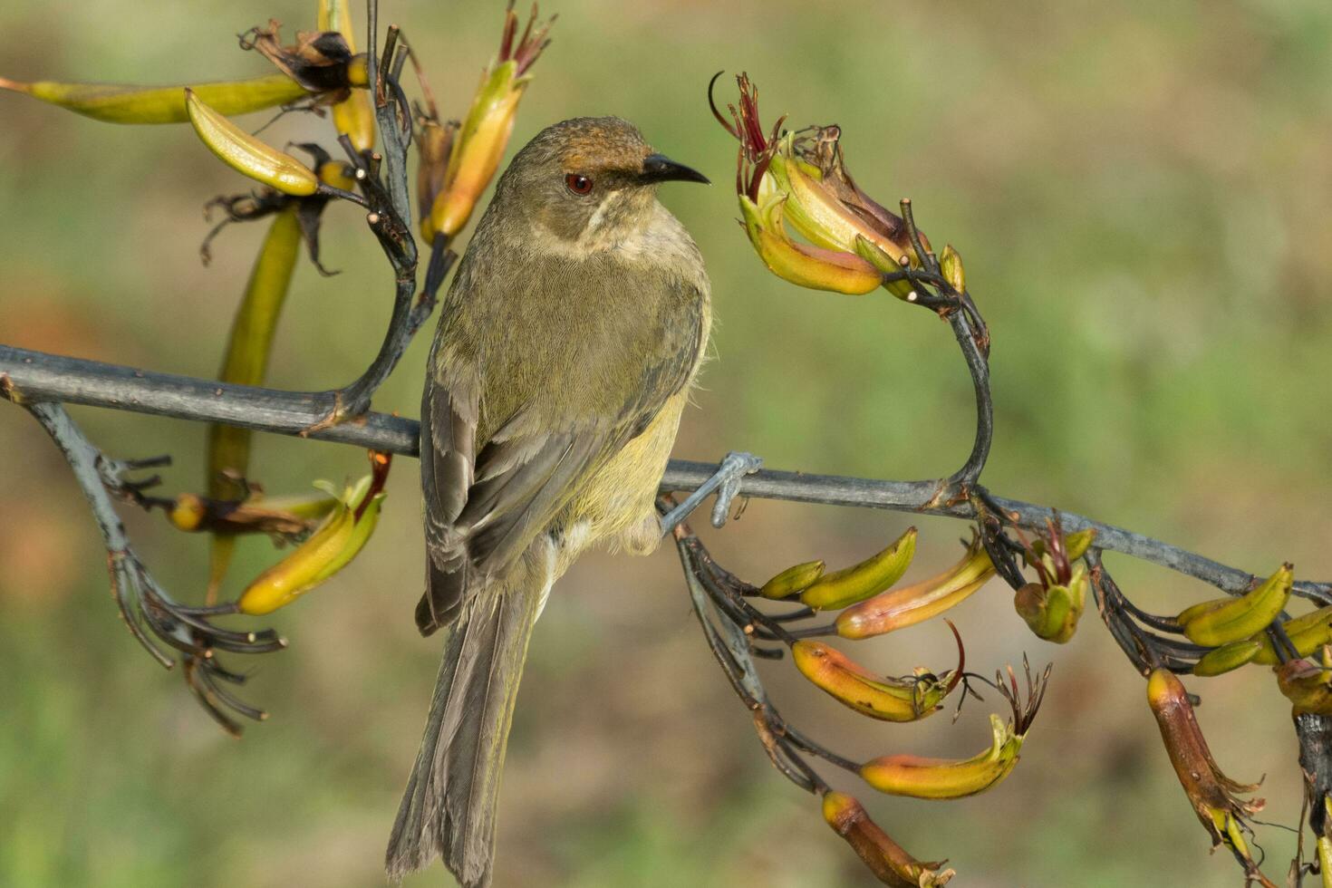 New Zealand Bellbird photo