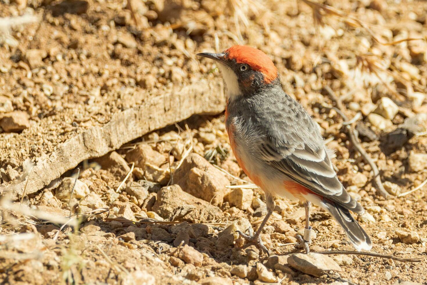 Crimson Chat in Australia photo