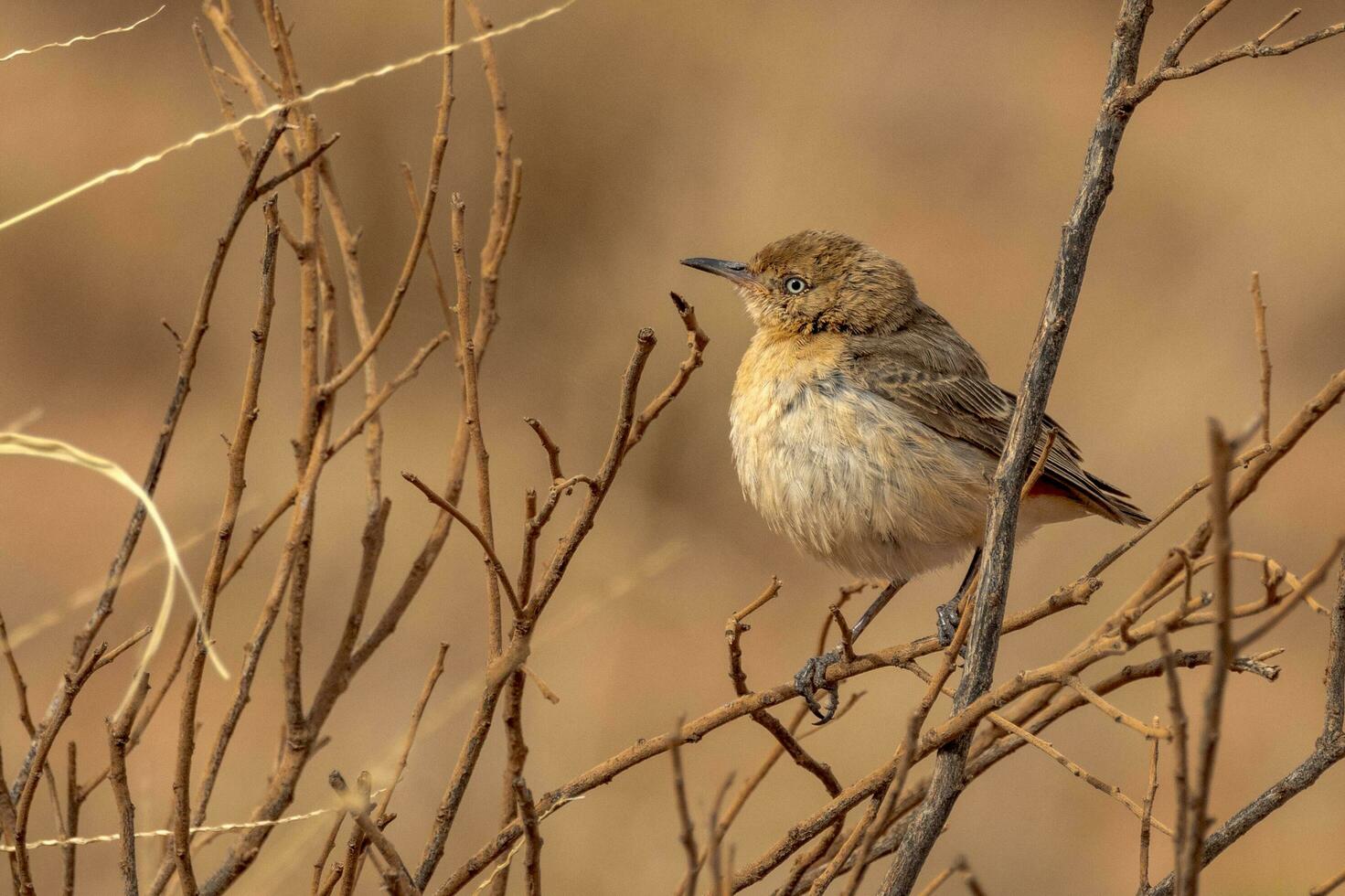 Crimson Chat in Australia photo