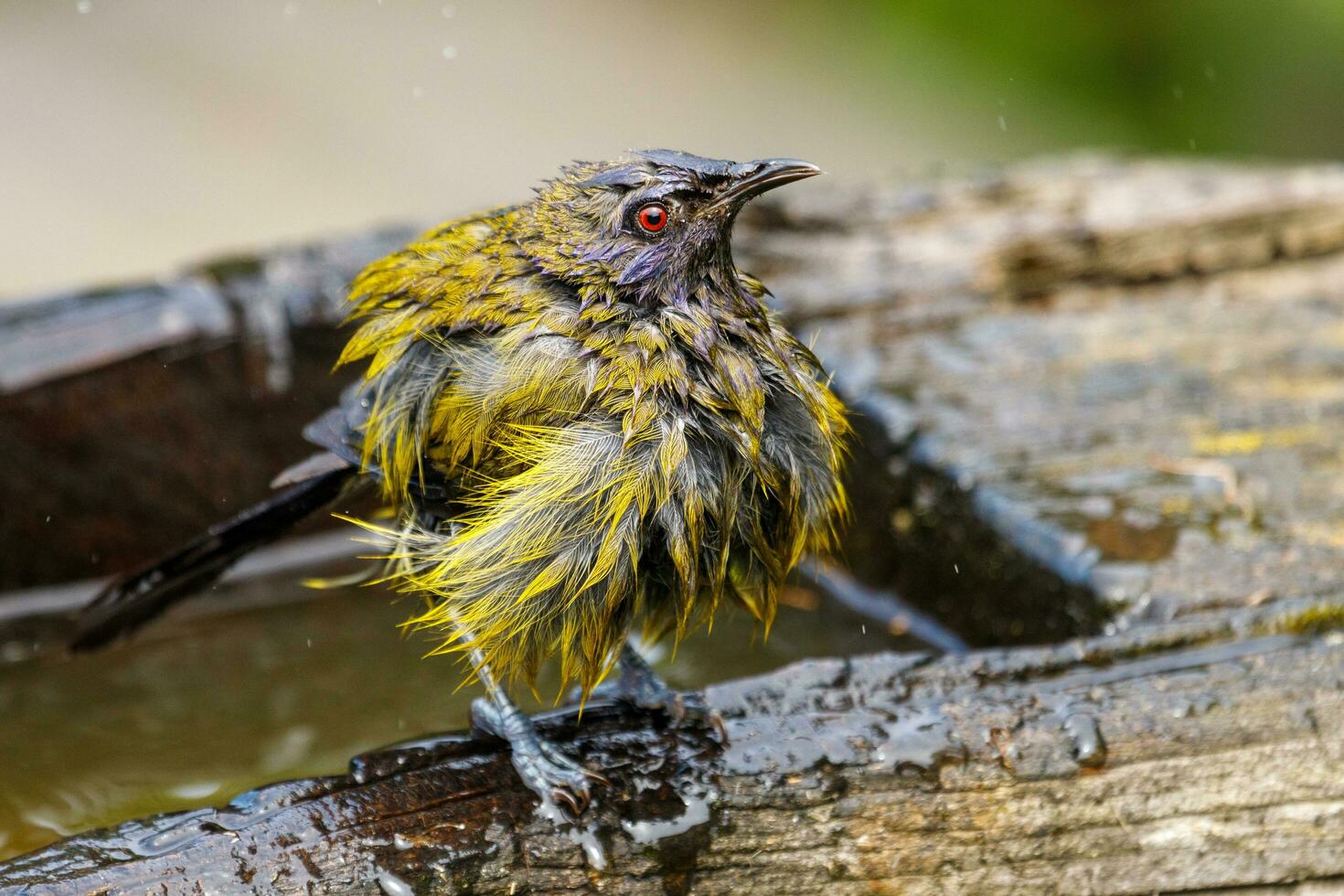 New Zealand Bellbird photo