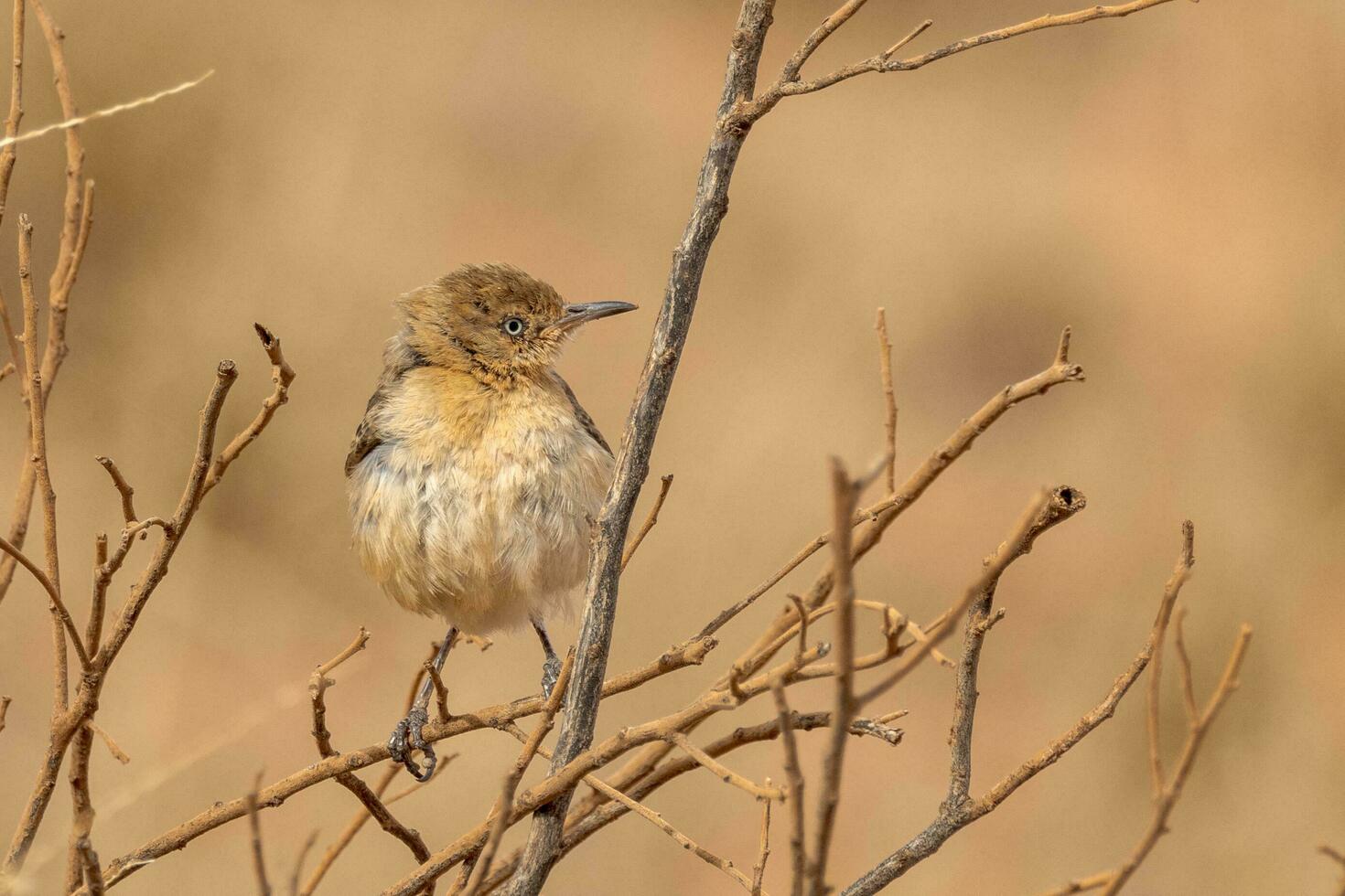 Crimson Chat in Australia photo