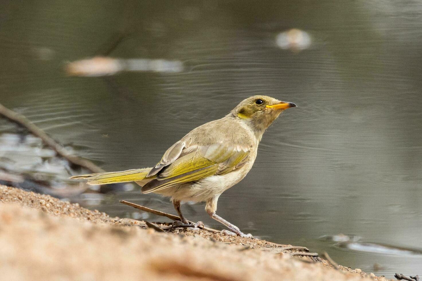 Fuscous Honeyeater in Australia photo