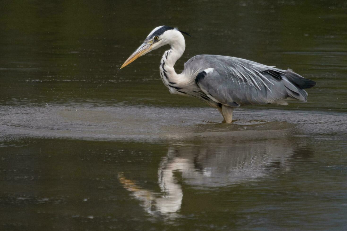 Large Grey Heron photo