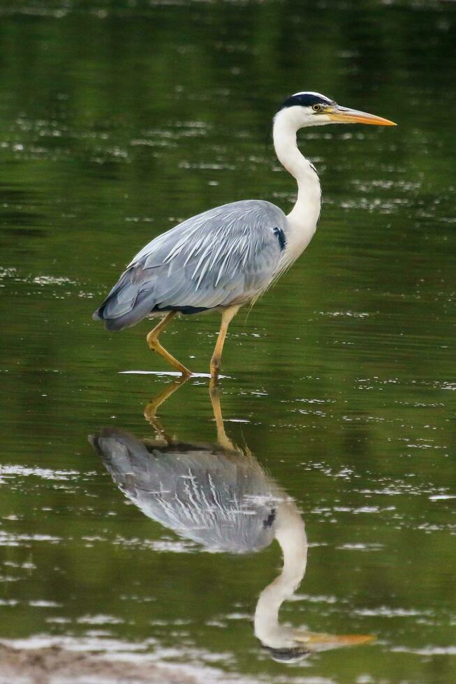 Large Grey Heron photo