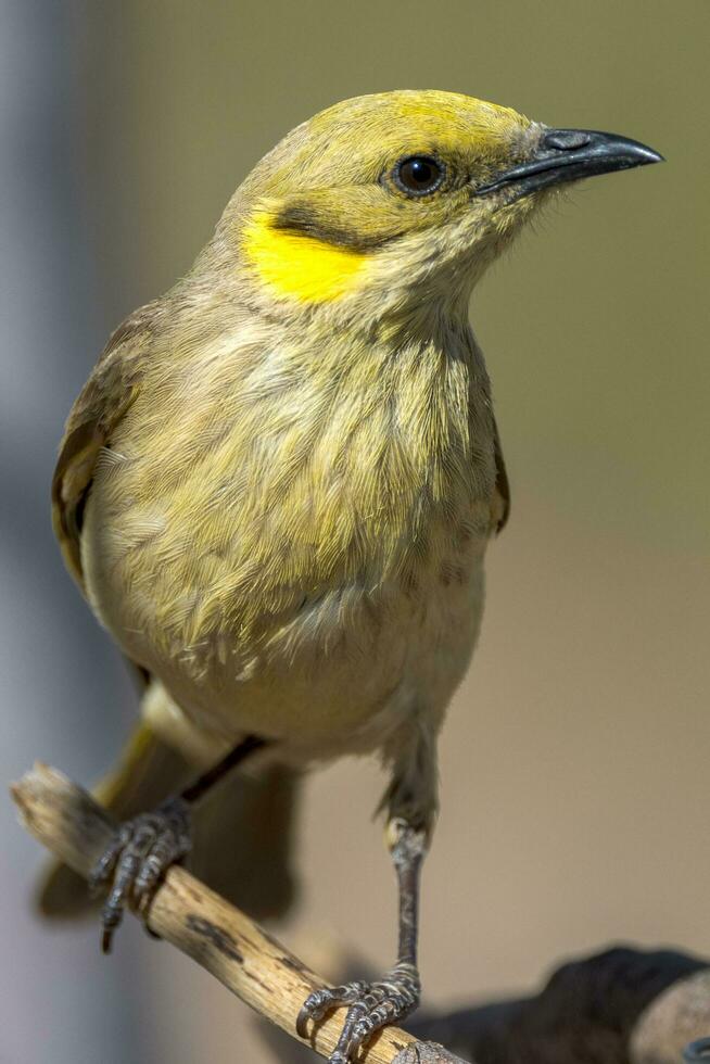 Grey Fronted Honeyeater photo