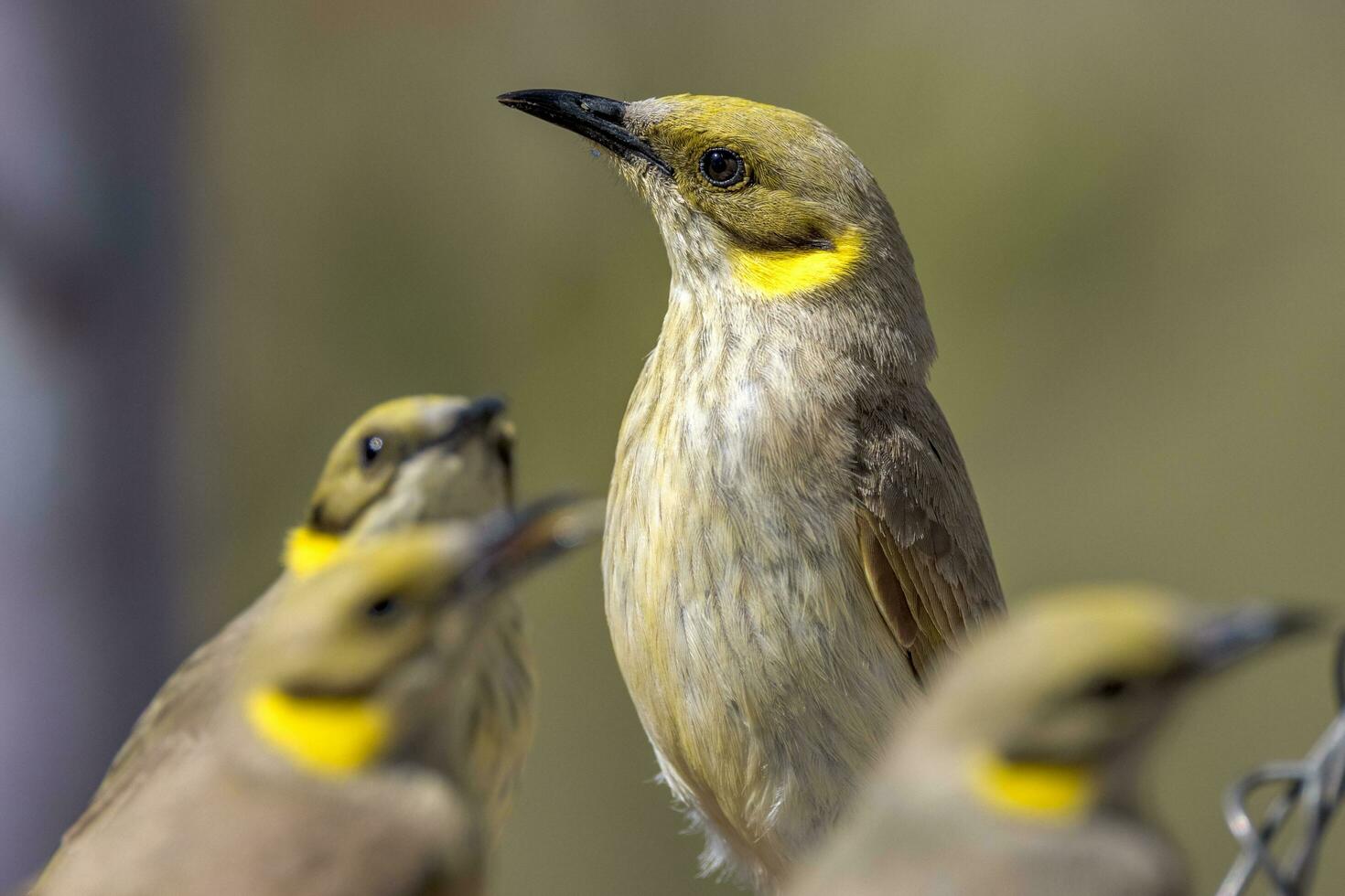 Grey Fronted Honeyeater photo