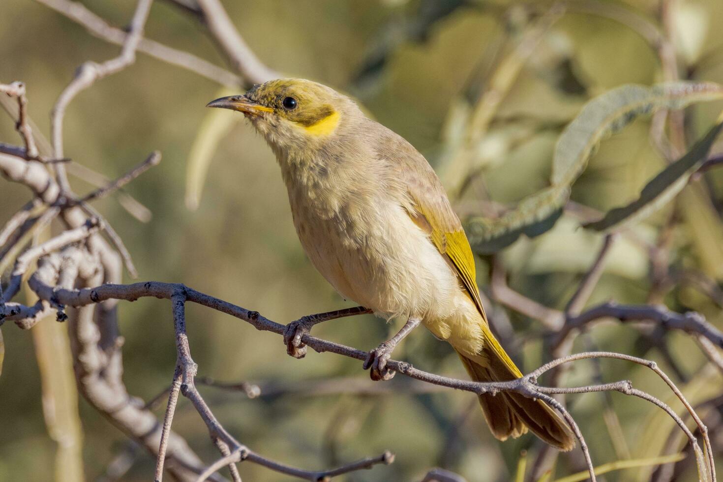 Grey Fronted Honeyeater photo