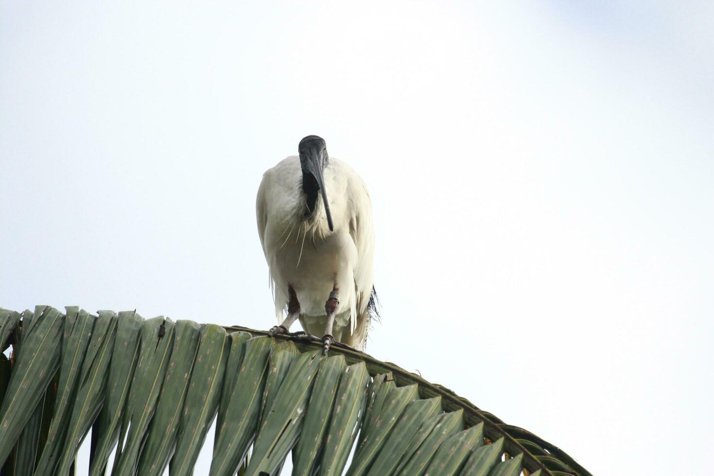 ibis blanco australiano foto