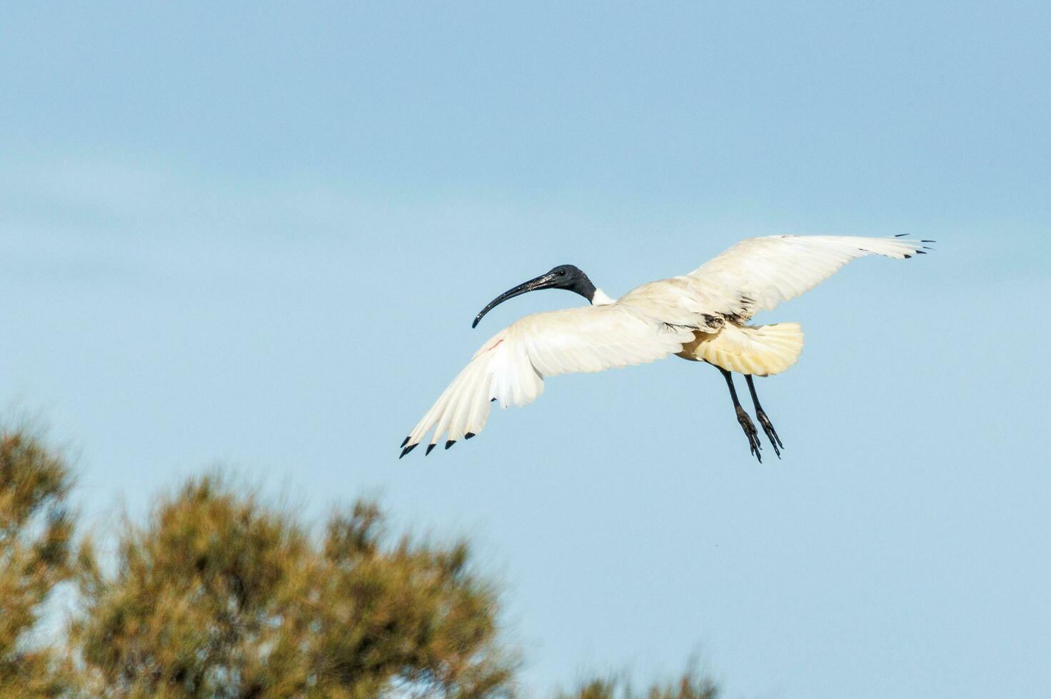 ibis blanco australiano foto