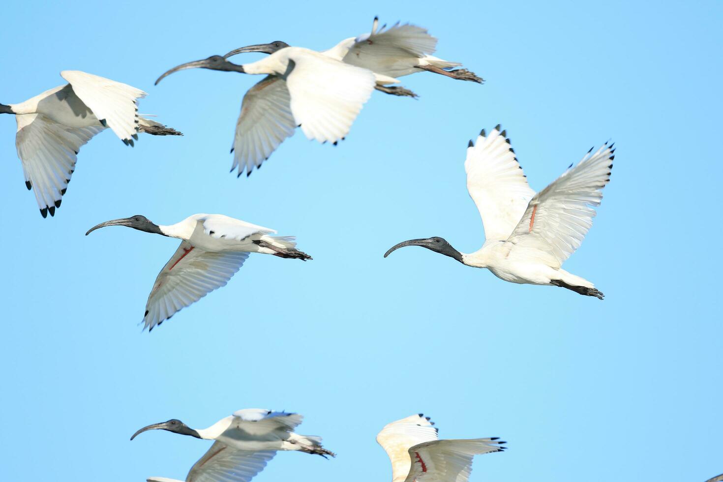 Australian White Ibis photo