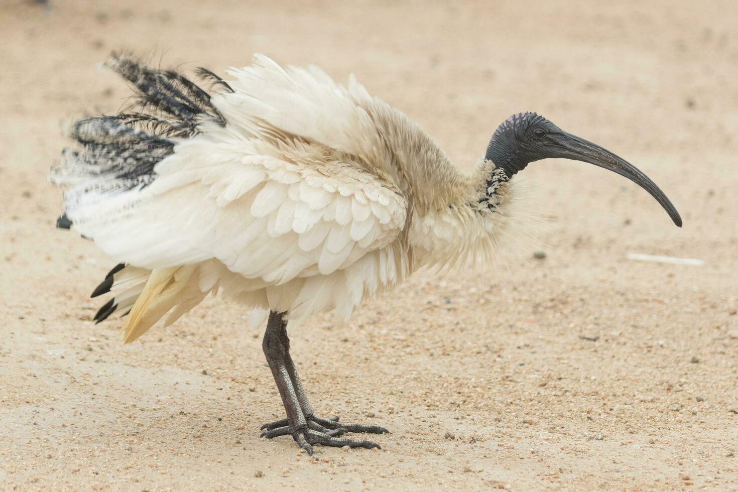 Australian White Ibis photo
