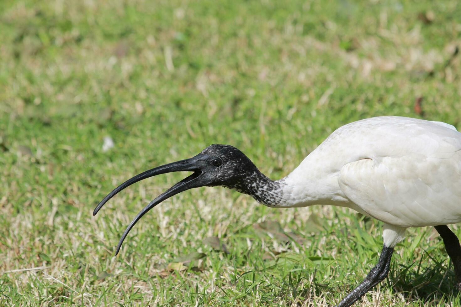 ibis blanco australiano foto