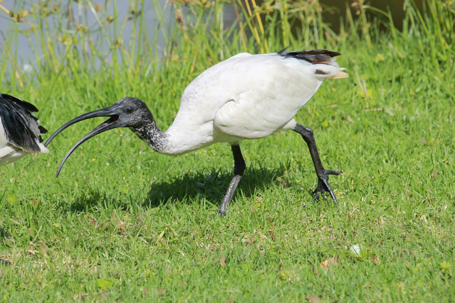 ibis blanco australiano foto