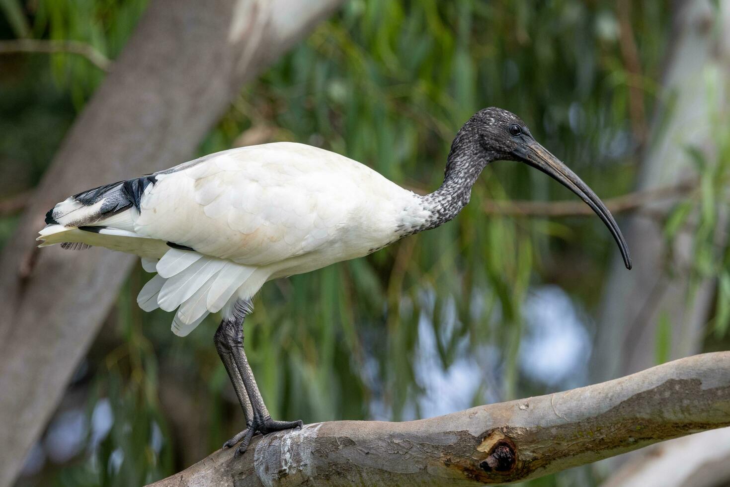 ibis blanco australiano foto