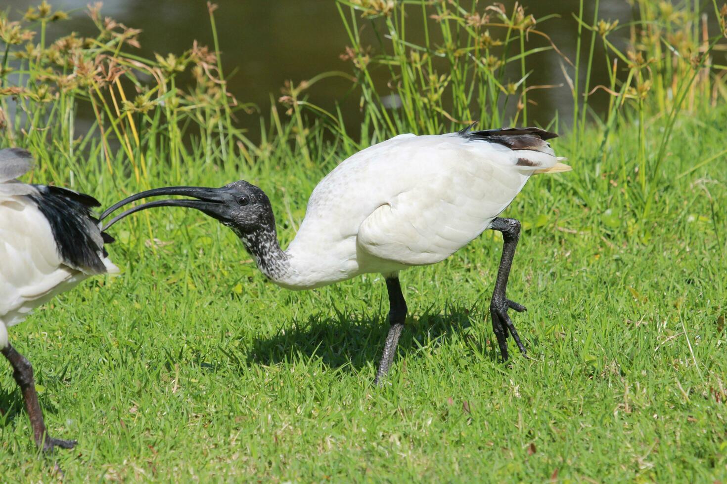 ibis blanco australiano foto