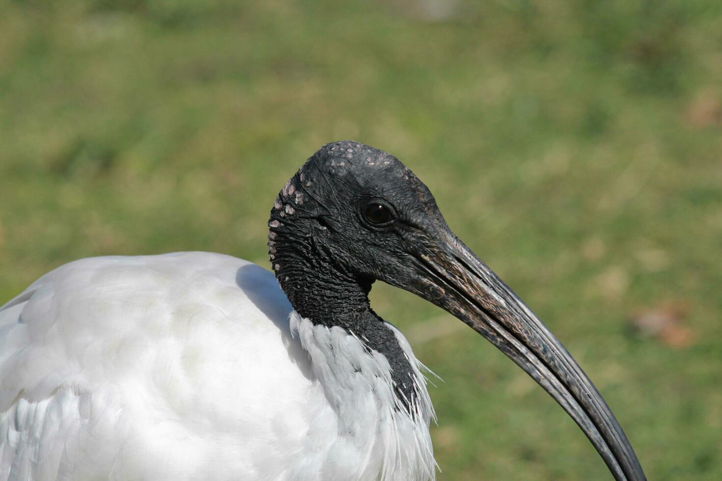 Australian White Ibis photo