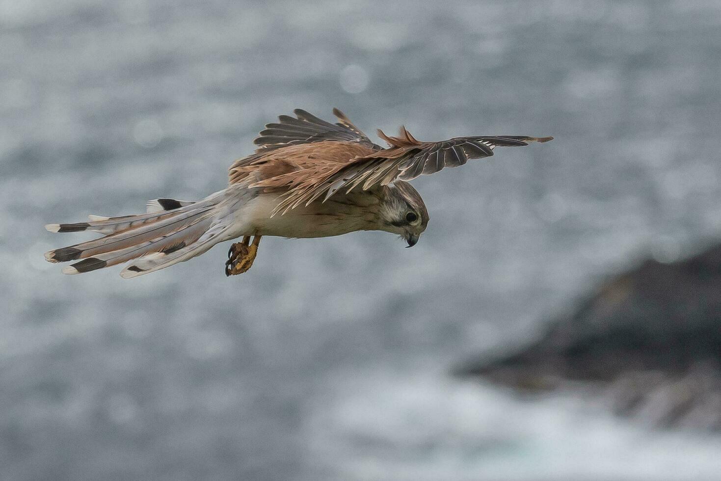 Australian Nankeen Kestrel photo