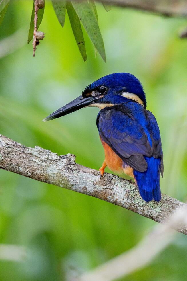 azur martín pescador en Australia foto