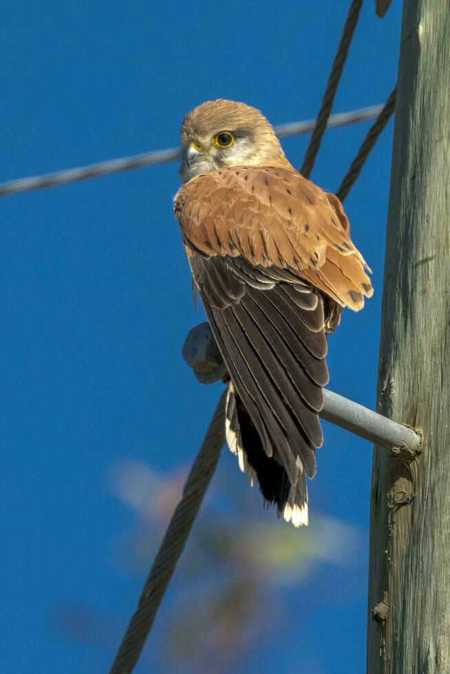 Australian Nankeen Kestrel photo