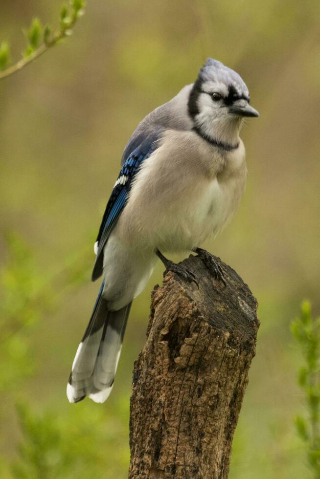 Blue Jay in USA photo