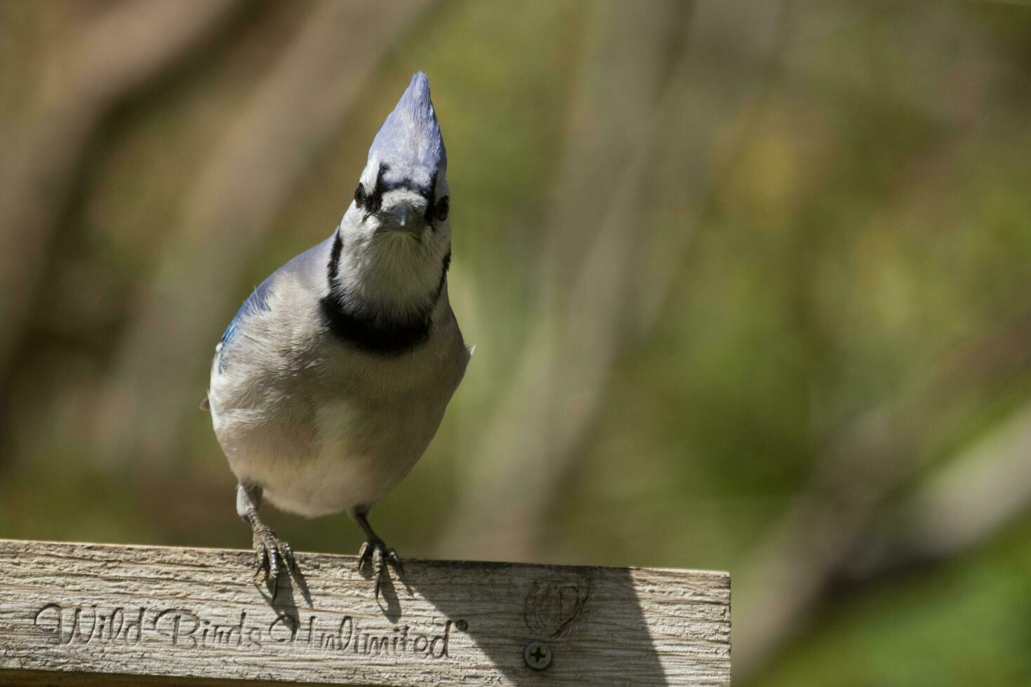 Blue Jay in USA photo