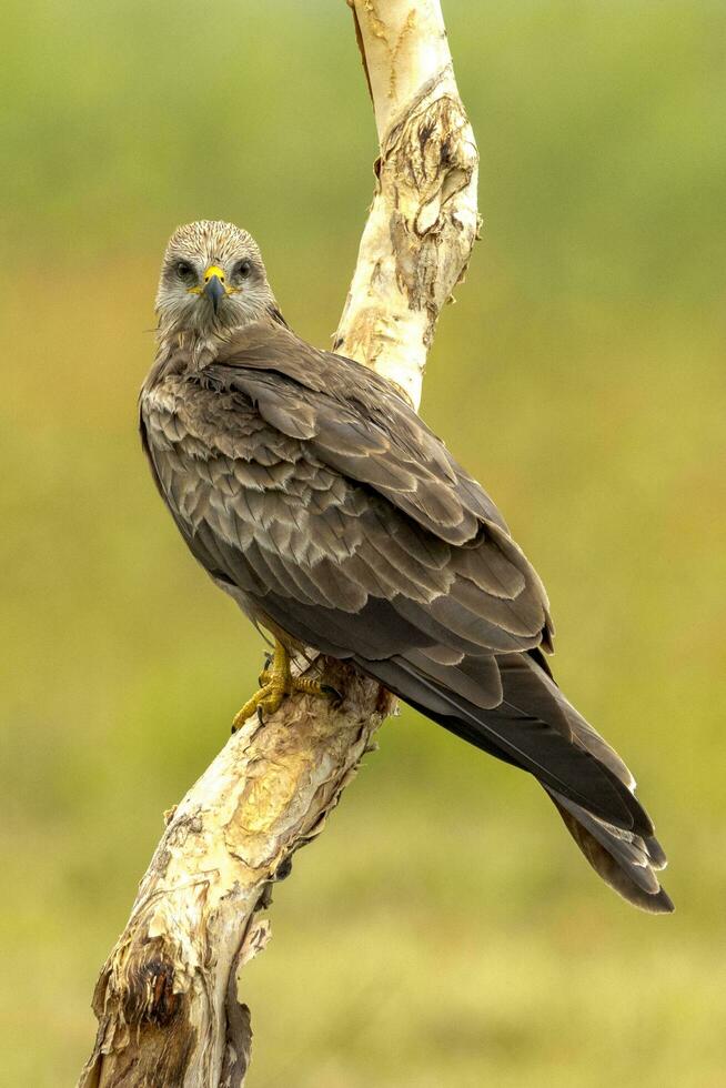 Black Kite in Australia photo