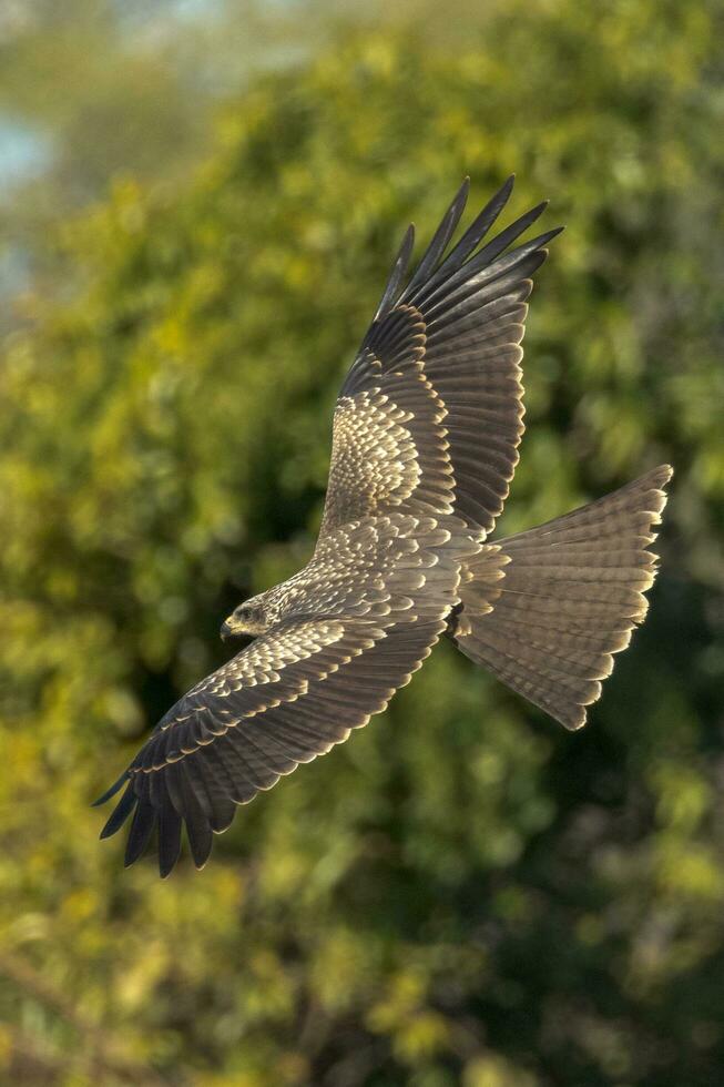 Black Kite in Australia photo